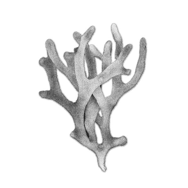 Seagrass