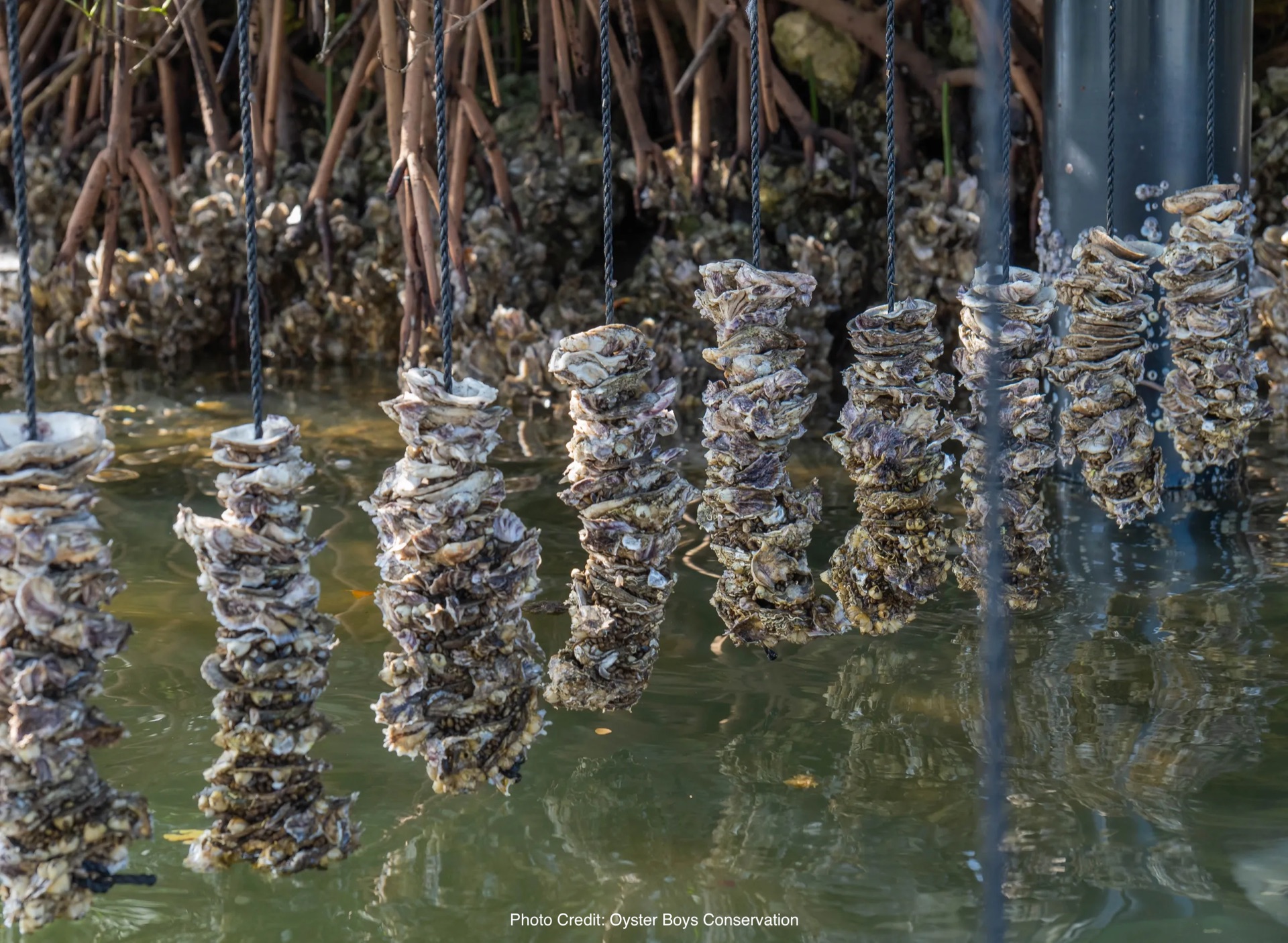 REEF RESEARCH - detail